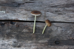 Pluteus nanus