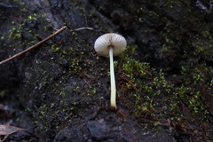 Pluteus nanus