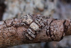 Stephanopis altifrons