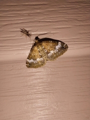 Perizoma alchemillata