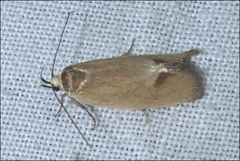 Delexocha ochrocausta
