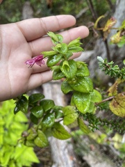 Stenogyne microphylla