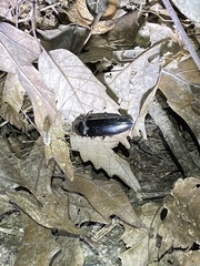 Melanactes