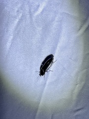Melanactes