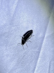 Melanactes