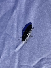 Melanactes