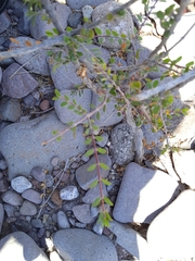 Euphorbia magdalenae