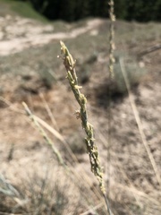 Elymus lanceolatus
