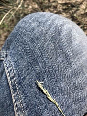 Elymus lanceolatus