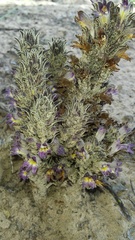 Aphyllon cooperi palmeri
