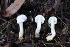 Agaricus xanthodermus