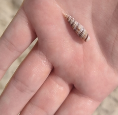 Terebridae