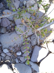 Euphorbia magdalenae