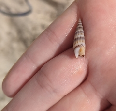 Terebridae