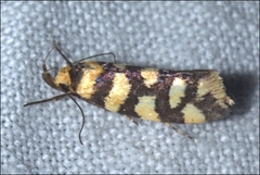 Tanyzancla argutella