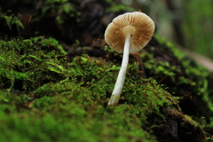 Pluteus