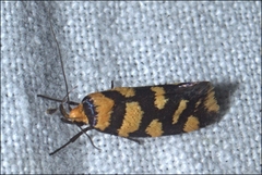 Tanyzancla argutella