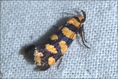 Tanyzancla argutella