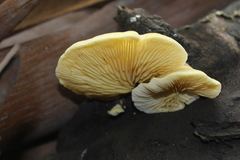 Crepidotus brunswickianus