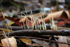 Macrotyphula juncea