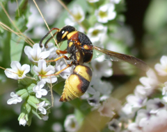 Euodynerus castigatus