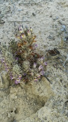 Aphyllon cooperi palmeri
