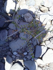 Euphorbia magdalenae