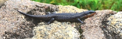 Trachylepis mlanjensis
