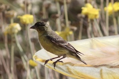 Spinus psaltria