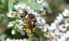 Euodynerus castigatus