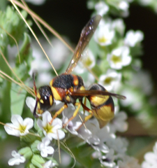 Euodynerus castigatus