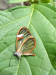 Pagyris cymothoe