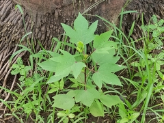 Hibiscus sabdariffa