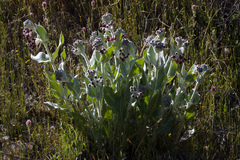 Asclepias californica