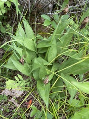 Cypripedium parviflorum