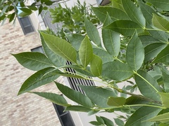 Fraxinus pennsylvanica