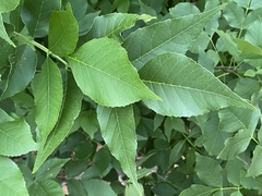 Fraxinus pennsylvanica