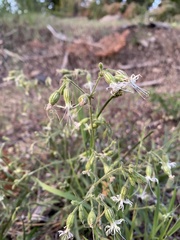 Silene lemmonii