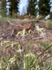 Silene lemmonii