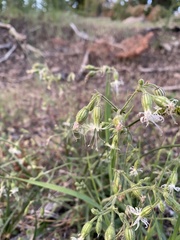 Silene lemmonii