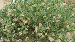 Tripterocalyx carneus