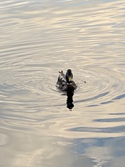 Anas platyrhynchos