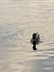 Anas platyrhynchos