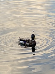 Anas platyrhynchos