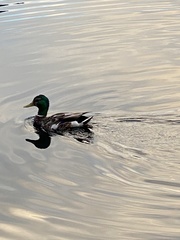 Anas platyrhynchos
