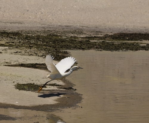 photo of Snowy Egret (Egretta thula)