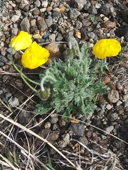 Papaver microcarpum