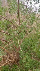 Sambucus cerulea