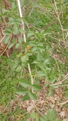 Sambucus cerulea