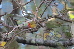 Piranga erythrocephala